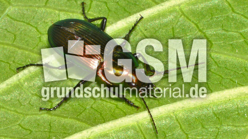 Glatthalsiger Buntgrabläufer_1.jpg